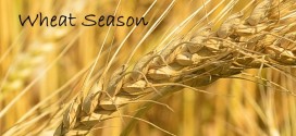 Wheat Season